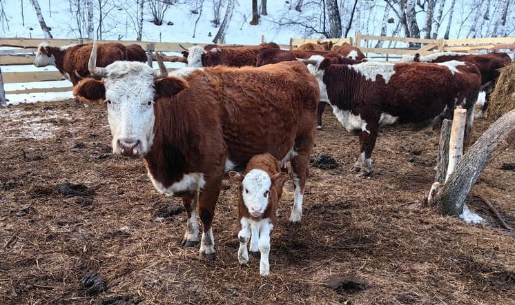 Программа "Знак земли": об итогах грантового конкурса "Агростартап" и условиях его получения