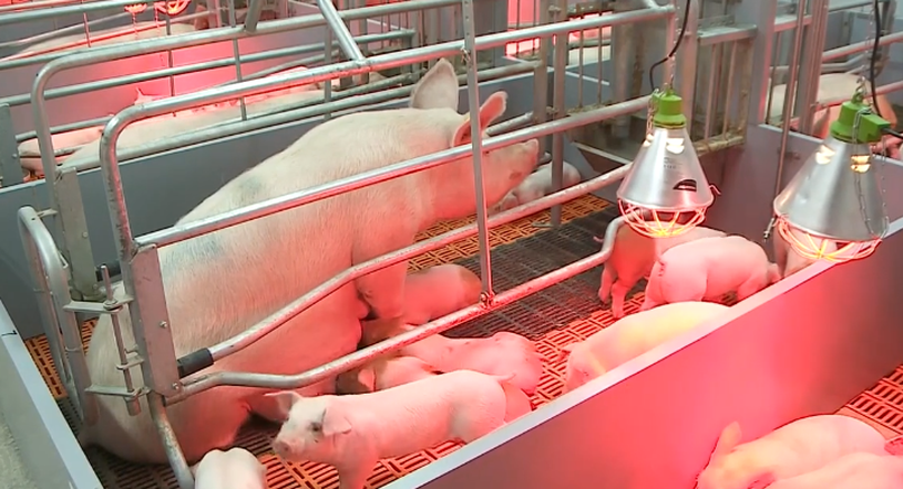 Программа "О хлебе насущном" (18.12.2021)